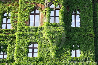 Parthenocissus tricuspidata